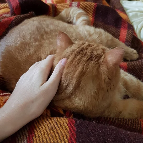 Mano tacto rojo tabby gato durmiendo en acogedor cuadros — Foto de Stock