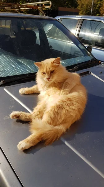 Fluffy gouden kat ligt bij auto motorkap en verwarmt bij zonlicht — Stockfoto