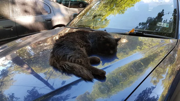 Schwarze flauschige Katze schläft auf der Motorhaube im Freien — Stockfoto