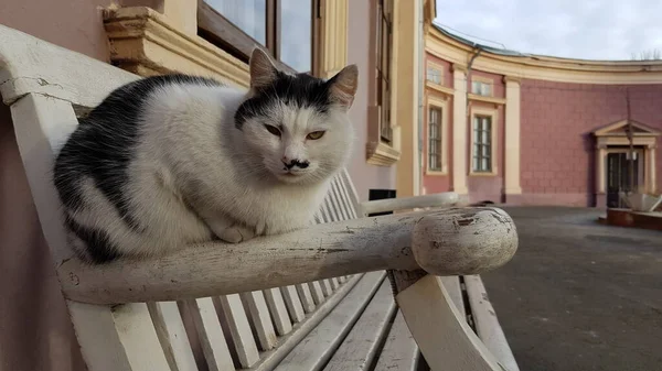 Grumpy kat zit op bank in de buurt van antieke architectuur gebouw — Stockfoto