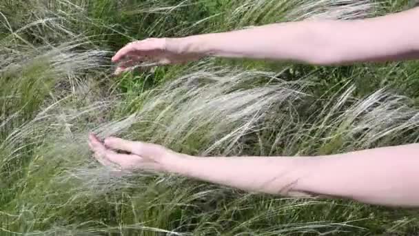 Les mains féminines touchent l'herbe de pampas appelée herbe de plume mexicaine — Video