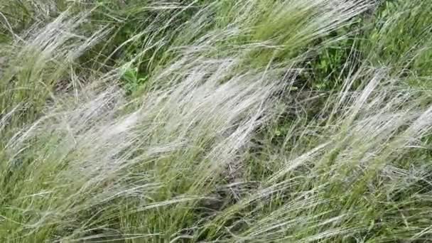 Wind sways pampas grass called Mexican Feather Grass — стокове відео