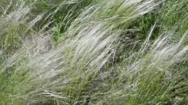 L'herbe de pampas de balancement de vent appelée herbe de plume mexicaine — Video