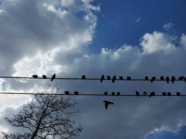 Силуети голубів, що сидять на дротах, виглядають як музичні ноти — стокове фото