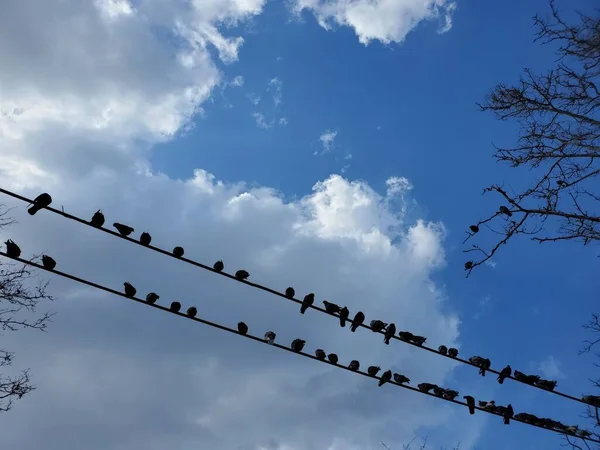 鳩のシルエットが音楽ノートのようにワイヤーに座っている — ストック写真