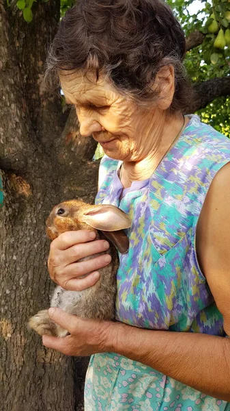 Oldalsó nézet portré 80-as évekbeli nagymama aranyos nyúl a kezében — Stock Fotó