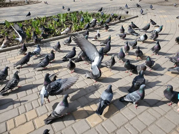 Літаючі голуби над кам'яною плиткою і клумбою — стокове фото