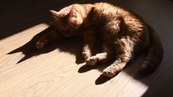 Темна тінь червоної кішки намагається спати на дерев'яній підлозі — стокове фото