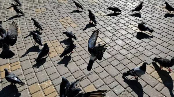 Feeding of pigeons pecking bread from pavement outdoor — Stock Photo, Image