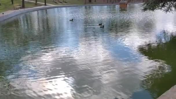Damm med simmande ankor och suddig himmel reflektion i vattenytan — Stockvideo