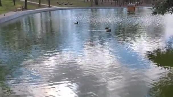 Пруд с плавающими утками и размытым отражением неба на поверхности воды — стоковое видео