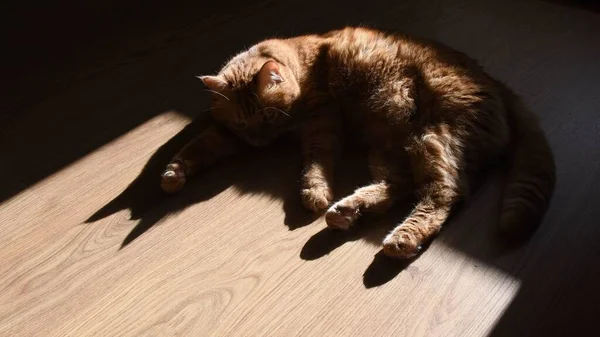 Dark shadow of red cat trying to nap on wooden floor — Stock Photo, Image