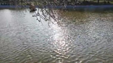 Güneşli bir günde sakin gölet manzarası