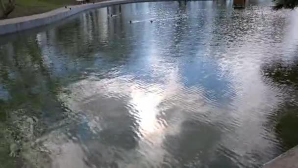 水面にはカモが泳ぐ池やぼやけた空の反射 — ストック動画
