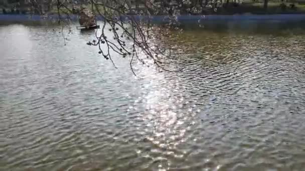 Спокойный пейзаж пруда в солнечный день — стоковое видео