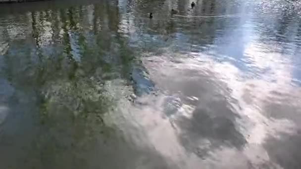 Lagoa com patos nadadores e reflexo do céu borrado na superfície da água — Vídeo de Stock