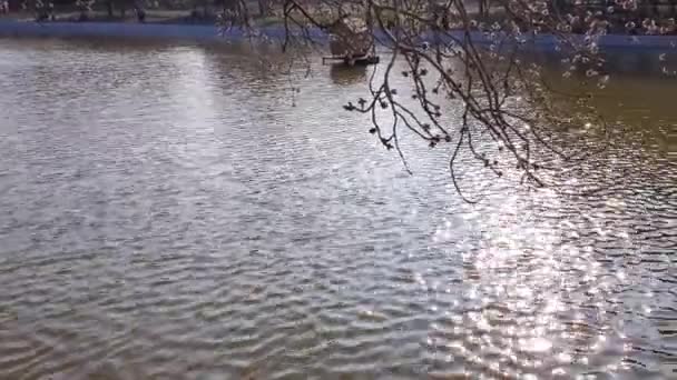 晴れた日のパノラマビューの池の風景 — ストック動画