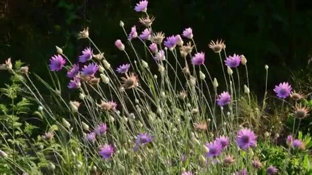 盛开的长生不老植物，菊花 — 图库视频影像