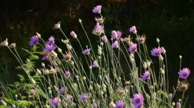 Bitki ölümsüzlüğü, Xeranthemum Yıllığı