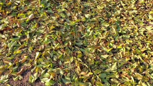 Daun musim gugur pada tampilan berguling tanah — Stok Video