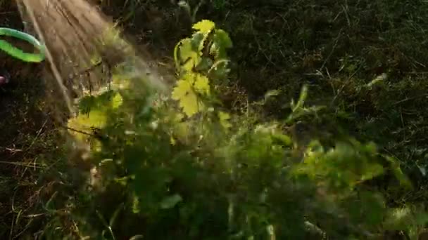 Kertészkéz tartja kerti tömlő és öntözőszőlő bokor — Stock videók