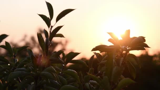 Körsbärsblad svajar i gyllene solnedgång med soleruptioner — Stockvideo