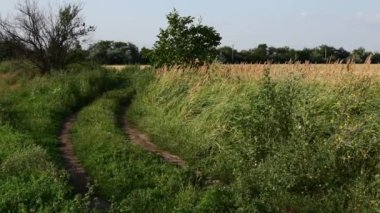 Aşırı gelişmiş kır yolu manzarası tahıl tarlaları ve gökyüzünde bulutlar