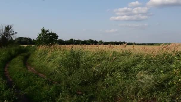 Överväxt land väg landskap med spannmål gröda fält och moln på himlen — Stockvideo