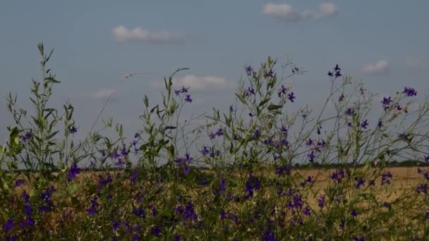 Fondo de campo tranquilo con flores silvestres creciendo en la carretera — Vídeos de Stock