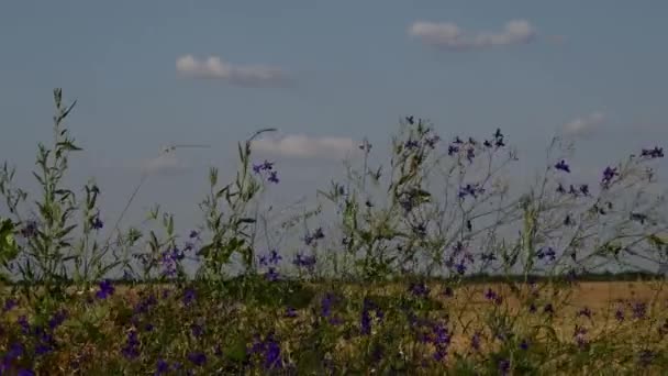 Spokojne tło pola z dzikimi kwiatami rosnącymi na poboczu drogi — Wideo stockowe