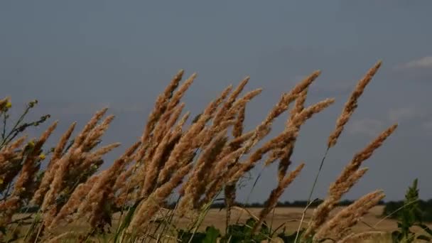 Chlupaté hroty pampas trávy houpat ve větru s oblohou pozadí — Stock video