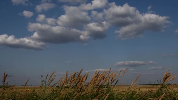 Landschaft mit Getreidefeld und Wolken am blauen Himmel — Stockvideo