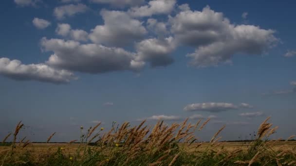 Paysage plat avec champ de céréales et nuages dans le ciel bleu — Video