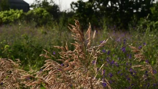 Autunno campagna sfondo con infiorescenze seme erba svolazzante nel vento — Video Stock