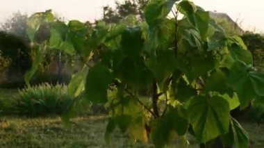 Bahçıvan, Paulownia 'nın yemyeşil yapraklarından duş alır.