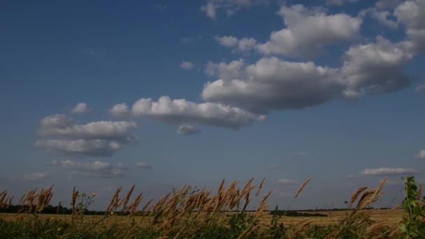 Paysage nuageux sur les champs de céréales et nuages dans le ciel bleu — Video