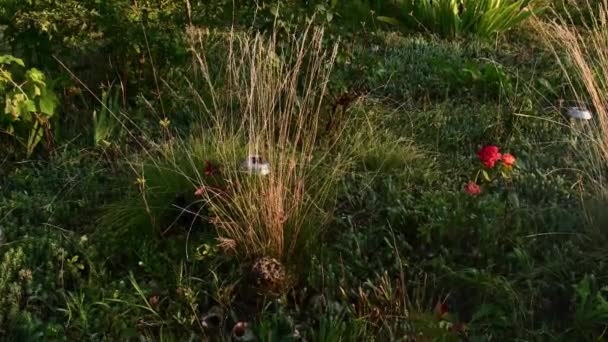 Vízsugarak spray a locsoló kerti tömlő és öntözés virágágyás — Stock videók