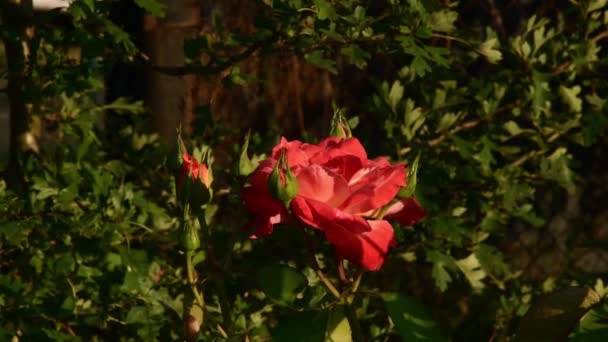 Pétalos de naranja roja de Super Star rosa con brotes verdes en el jardín — Vídeo de stock