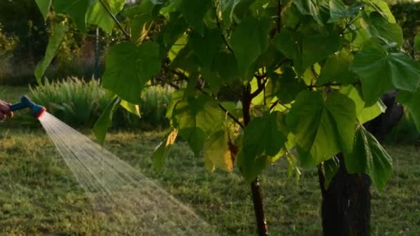 Mannelijke hand houdt tuinslang en water geven Paulownia boompje — Stockvideo