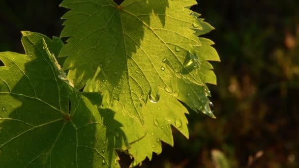 Glänzende Wassertropfen auf frische grüne Traubenblätter nach Regen — Stockvideo