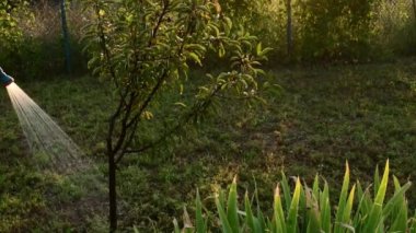 Erkek eli bahçe hortumunu, sulama bahçesini, ağaçları ve bitkileri tutuyor.