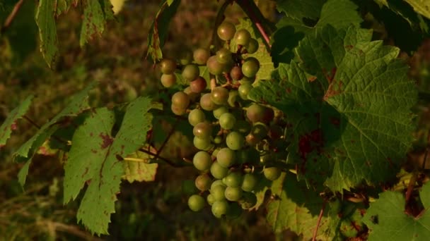 Ramo de uva inmadura a la luz del sol de oro en el viñedo — Vídeos de Stock