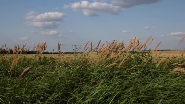 Slättland med spannmål gröda fält och moln i blå himmel — Stockvideo