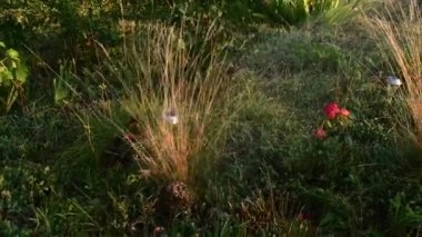 Su püskürtücüleri bahçe hortumu ve çiçek sulama yatağından fışkırır.