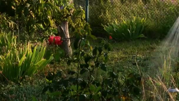 Vattenstrålar spray från sprinkler av trädgårdsslang och vattning ros buske — Stockvideo