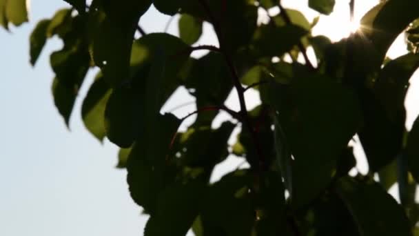 Τα φύλλα βερίκοκου κυριαρχούν στο χρυσό ηλιοβασίλεμα με ηλιακές εκλάμψεις — Αρχείο Βίντεο
