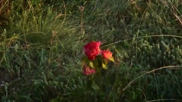 Los chorros de agua lavan las flores rojas anaranjadas de Super Star en el jardín — Vídeo de stock