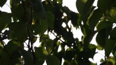 Kayısı ağacı yaprakları güneş ışığında sallanıyor.