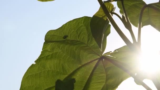 Lieveheersbeestje op Paulownia boomblad zwaaiend in gouden zonsondergang met zonnevlammen — Stockvideo
