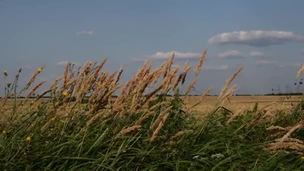 Carretera del campo de cereales cosechado cubierto de hierba de caña y flores silvestres amarillas — Vídeos de Stock